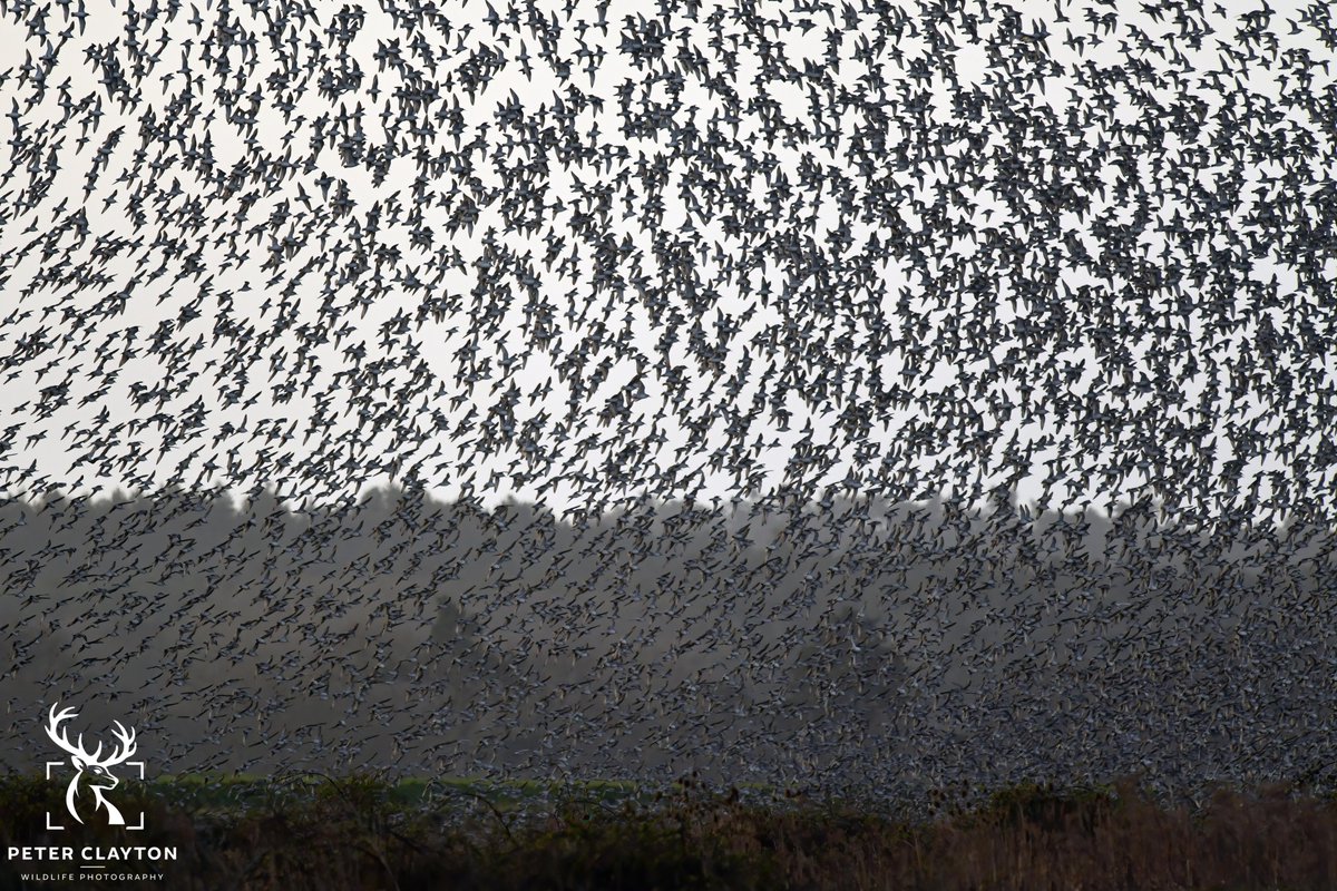 Thousands of knot take flight and blot out the sky. An unforgettable experience that I just had to share #knot #knotmurmuration #birds #birdwatching #naturelovers #ukwildlife #birdsinflight #wildlifephotography #naturephotography