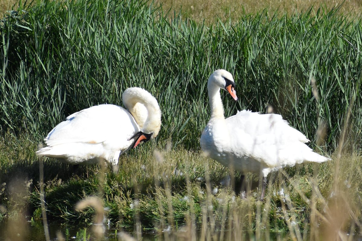 David Bridges (@dbridges64david) on Twitter photo Share your pictures of something white! 🤍 Share your pictures of something white! 🤍