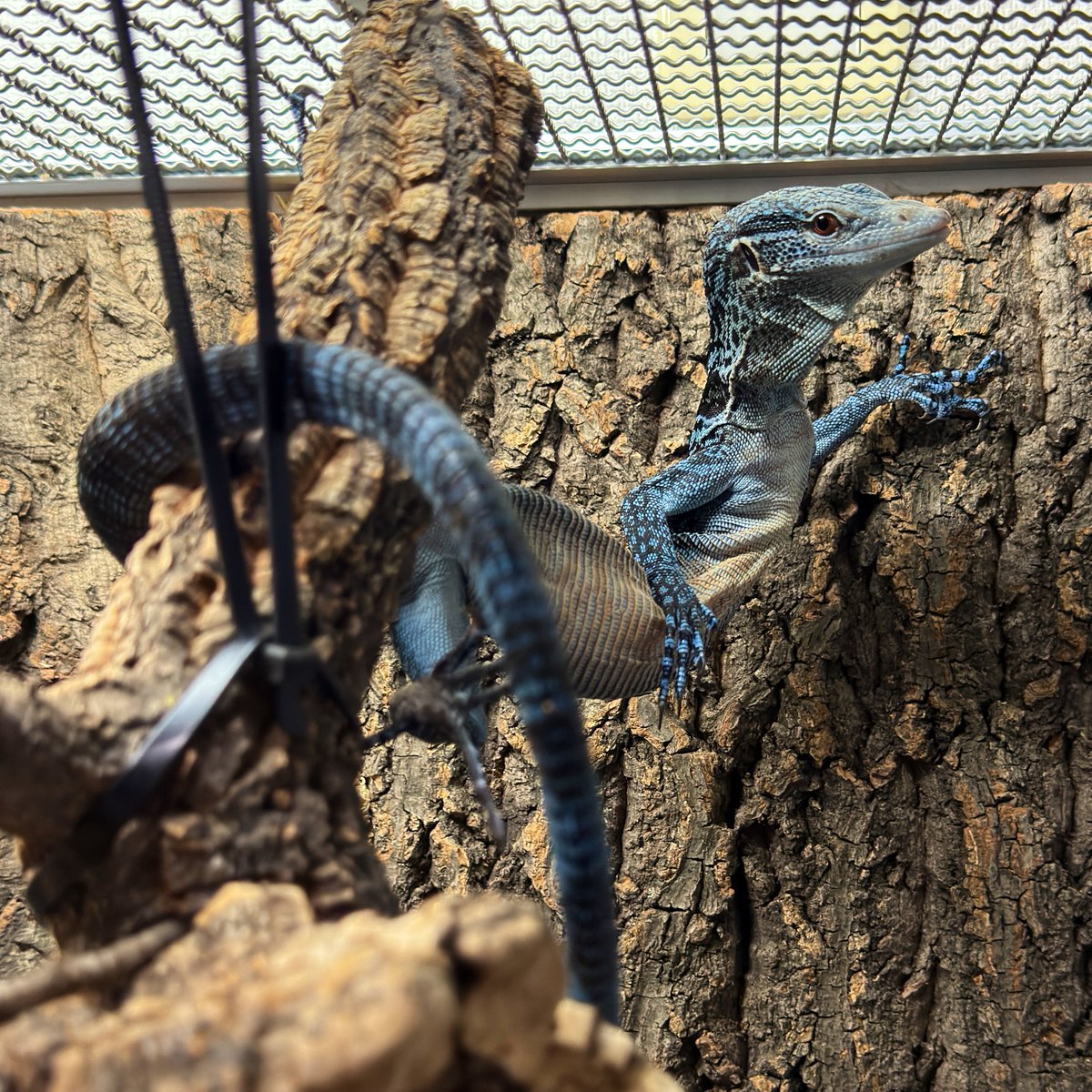 mopmop123456's tweet image. コバルトのオスとメスを同居させてみる
早速、探索するメスと
筒コルクの中から出てこないオス
#コバルトツリーモニター