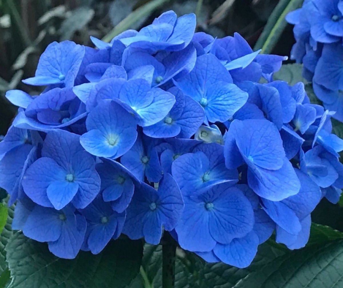 But once in a while the odd thing happens, 
Once in a while the dream comes true, 
And the whole pattern of life is altered, 
Once in a while the Moon turns Blue. -W. H. AUDEN, 
Libretto for Paul Bunyan - 
#SaturdayThoughts #SaturdayMotivation