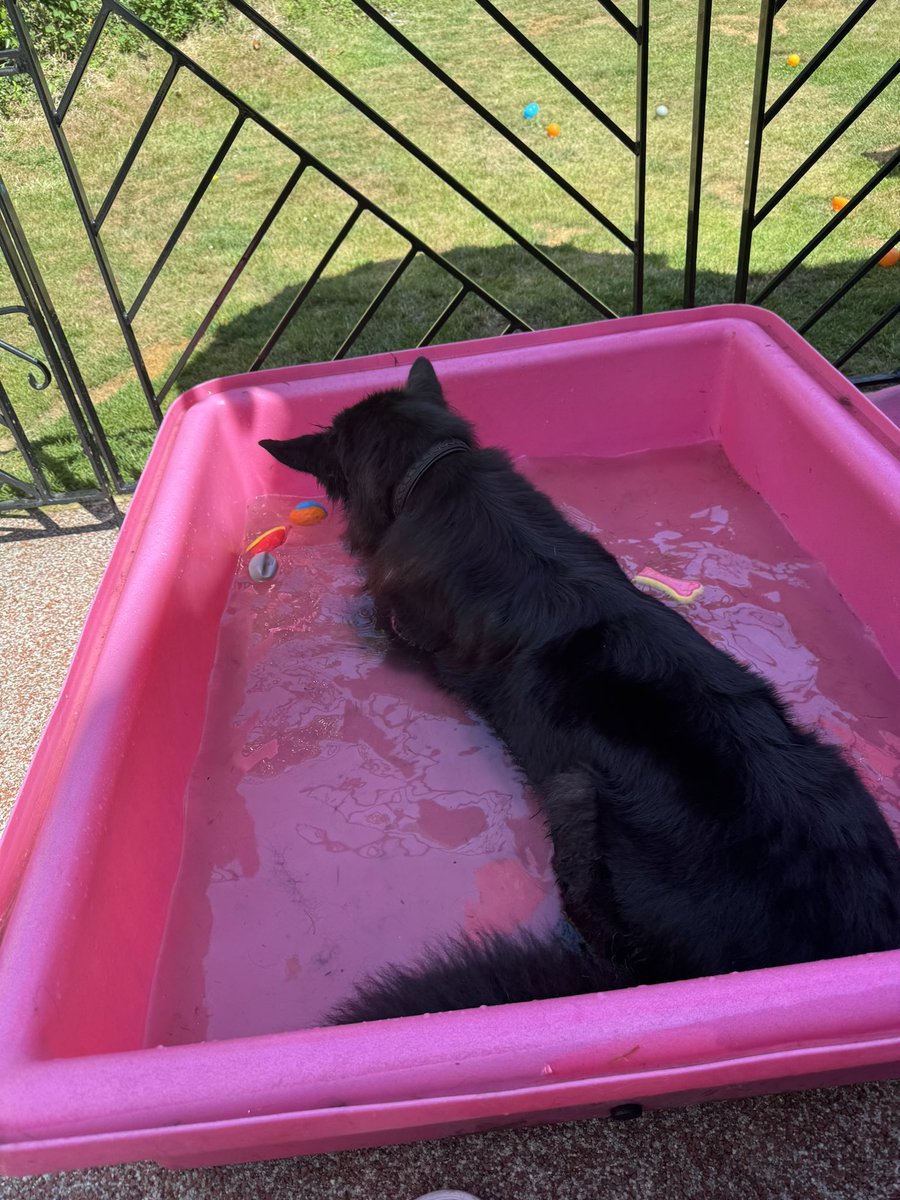 RpdDixie's tweet image. We’ve been in the pool all day 💙🐾