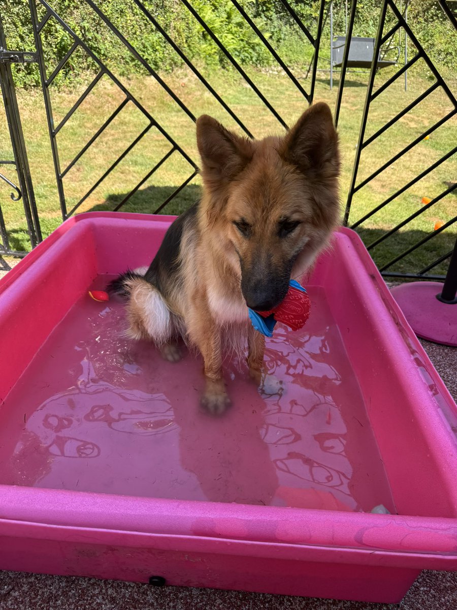 RpdDixie's tweet image. We’ve been in the pool all day 💙🐾