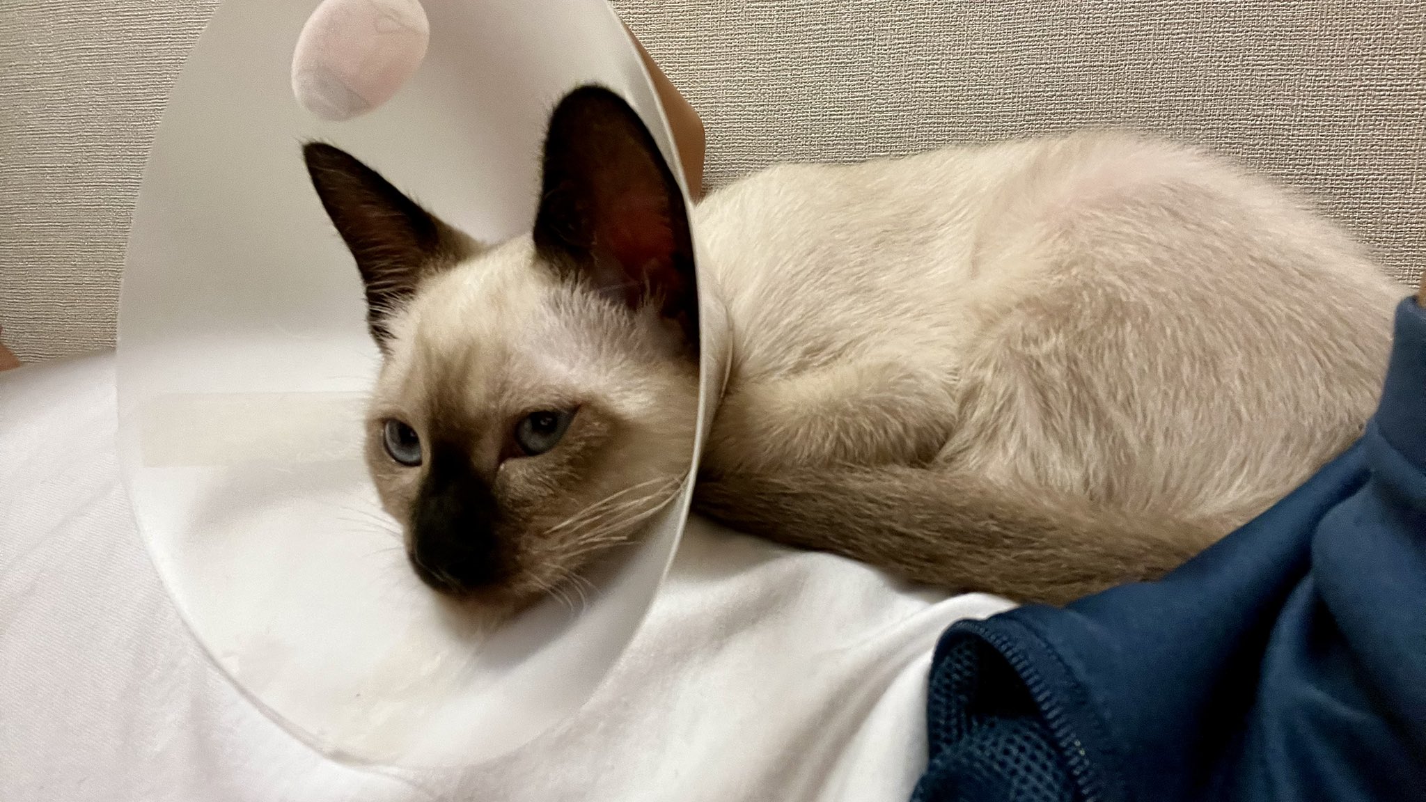 どしゃぶりねこ　ゾンビカラー どしゃぶりねこゾンビカラー