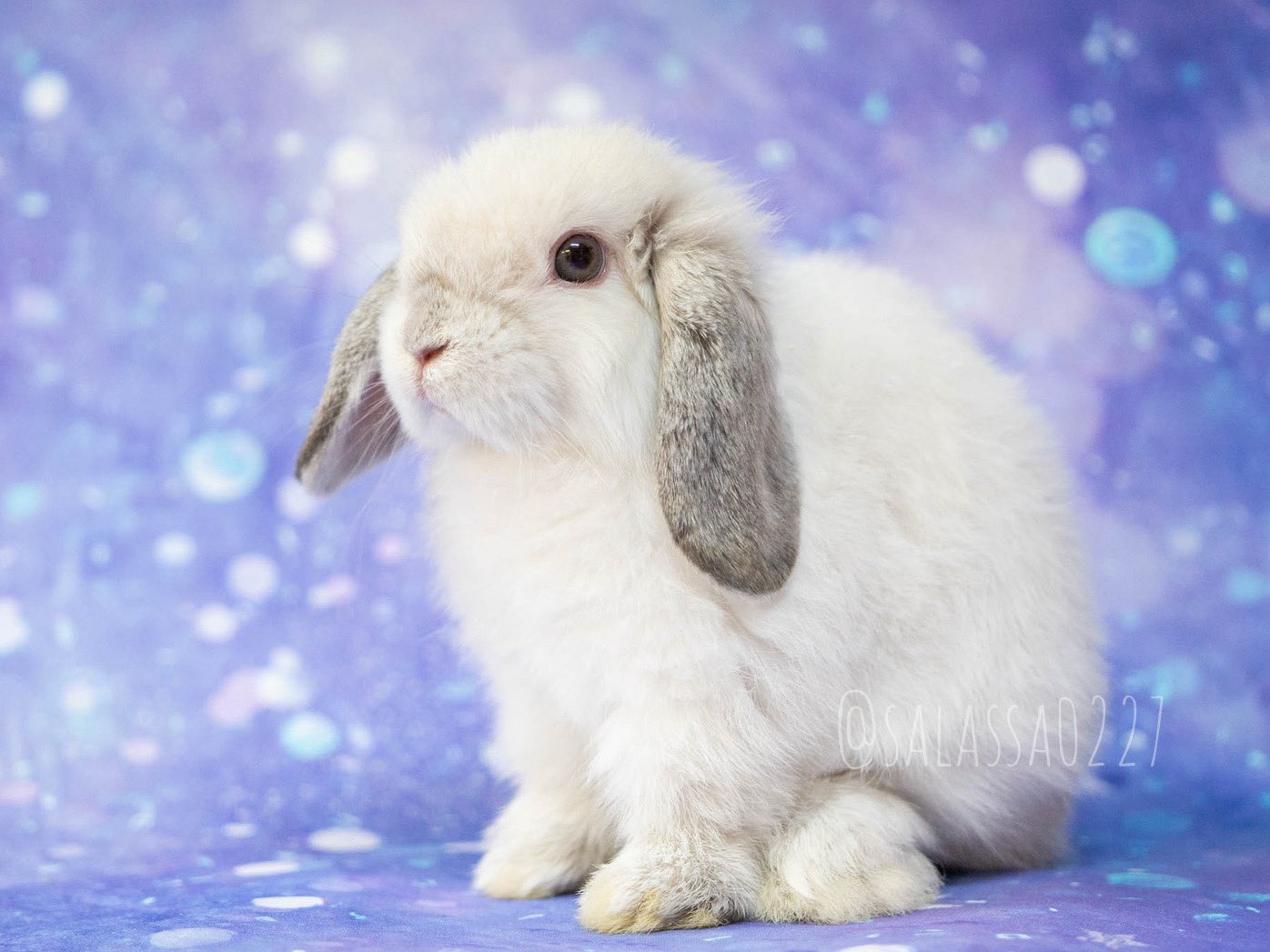 更紗📷🐰@7/20.21博ふぇすA71 on X: 