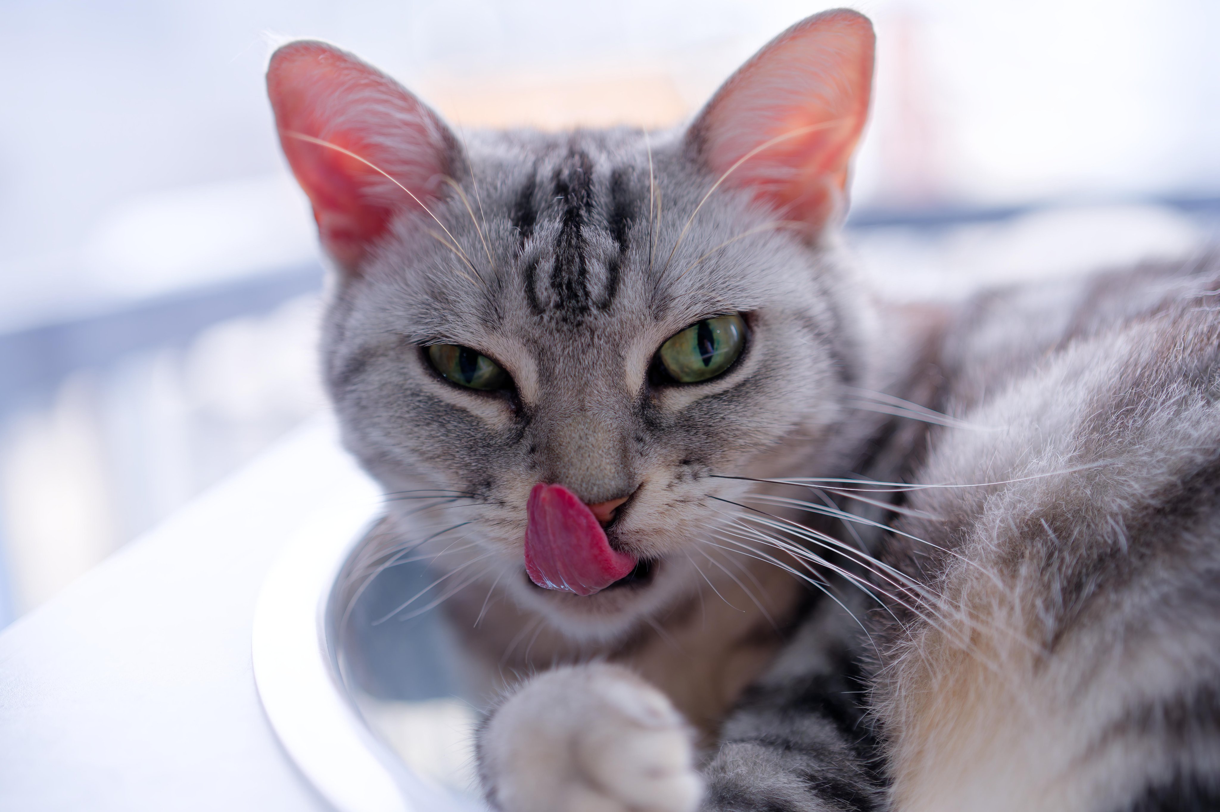 ねこ 猫は液体on X: 