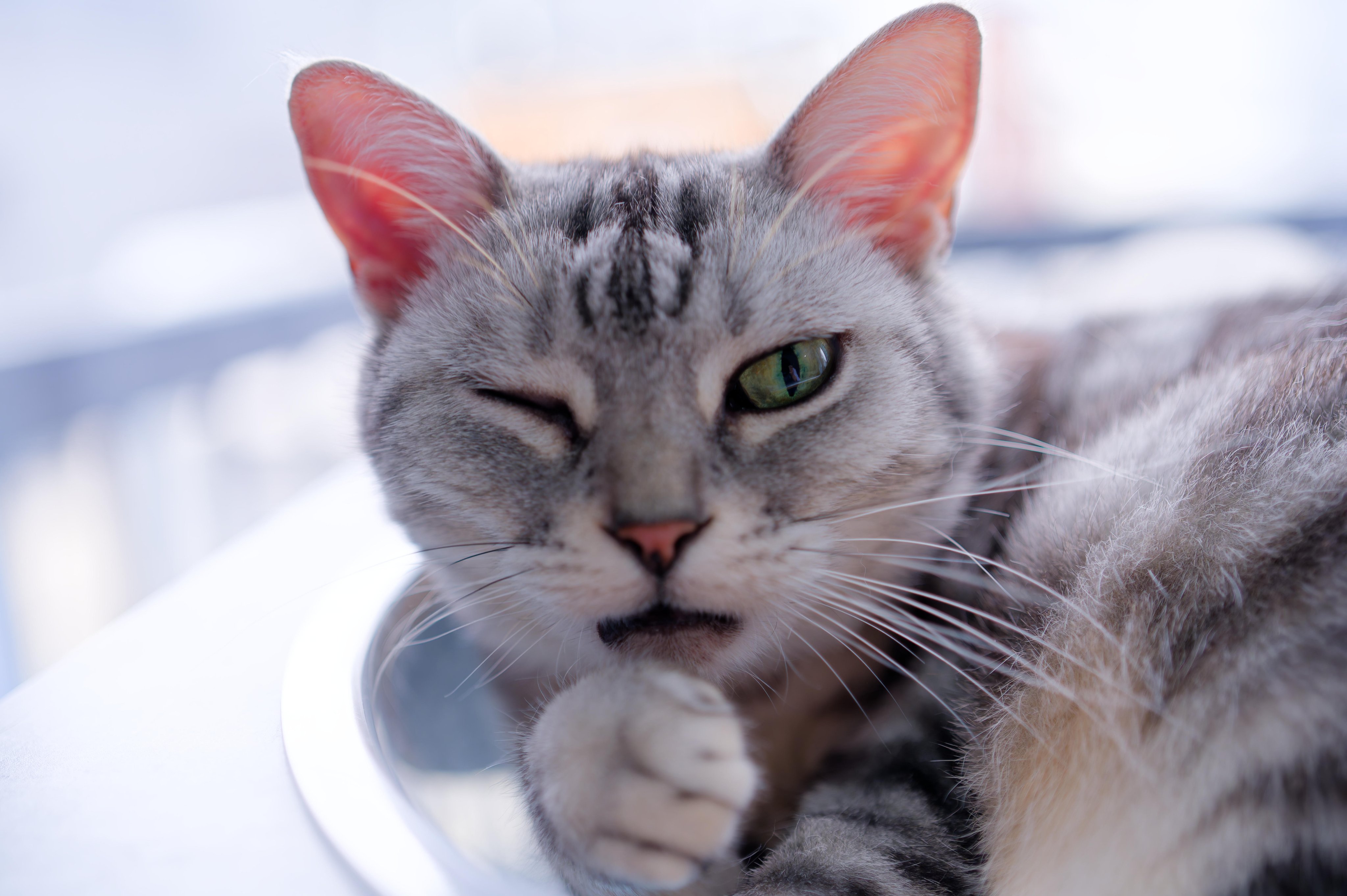 原画 猫 #107 奈良の愛らしい猫のお店 猫雑貨さんちこ😺 on X: 