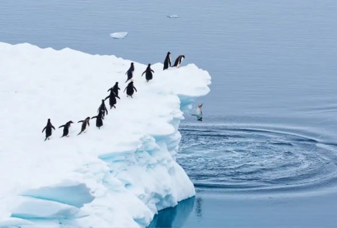 Hola !  Mejores fotos 2025 😍
 ✨ Best photos 2025 🤩
 ✨👉 Some comedy penguins. These penguins wait in line to dive 
 ✨👉 📸  By Martin Schmid / 2025 Nikon Comedy Wildlife Awards / Best photos of June 2025 National Geographic 
 ✨➡️ Always thinking about a better world