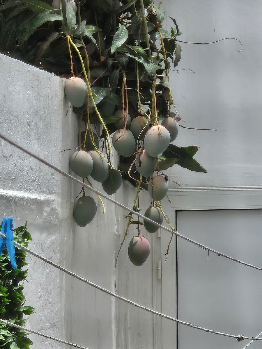 Diop Ousmane tweet media