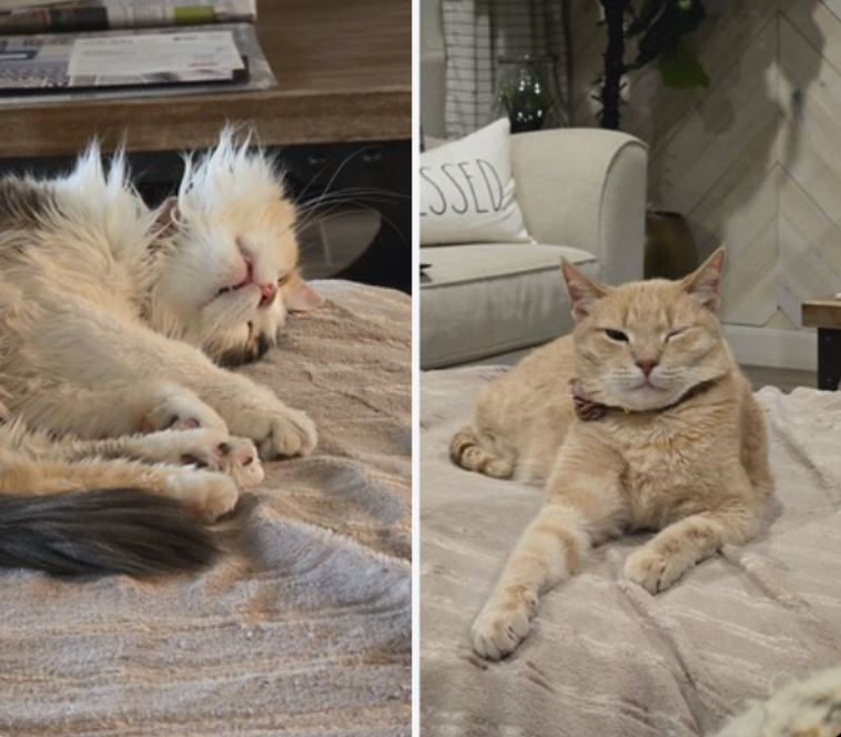 RandomstuffA2Z's tweet image. My two favorite sleepyheads! 🥰 Looks like someone had a rough night (or maybe just a really comfy spot!). Which one are you today? 😴

#CatLife #SleepyCats #CutiePatootie #Furbabies #Caturday #PetLove #CatsofInstagram #SweetDreams #MyFavoriteFelines