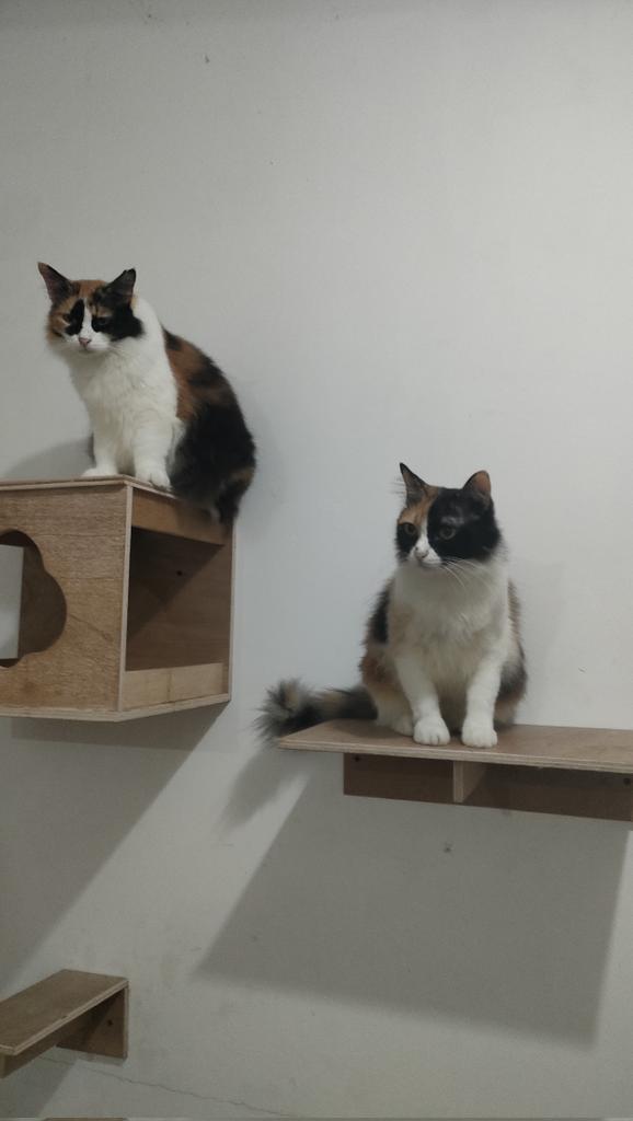 cisithecat's tweet image. kakak cisi dan Ibu nya. Met malam minggu teman teman 🤭🤭🤭