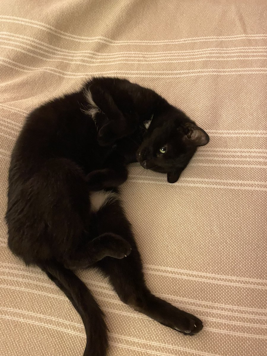 Good morning you beautiful people 🙏❤️🇺🇸🐈‍⬛

Happy Caturday from Miss Sadie, who thinks she is cute and adorable.

God’s blessings on your day!
Love y’all