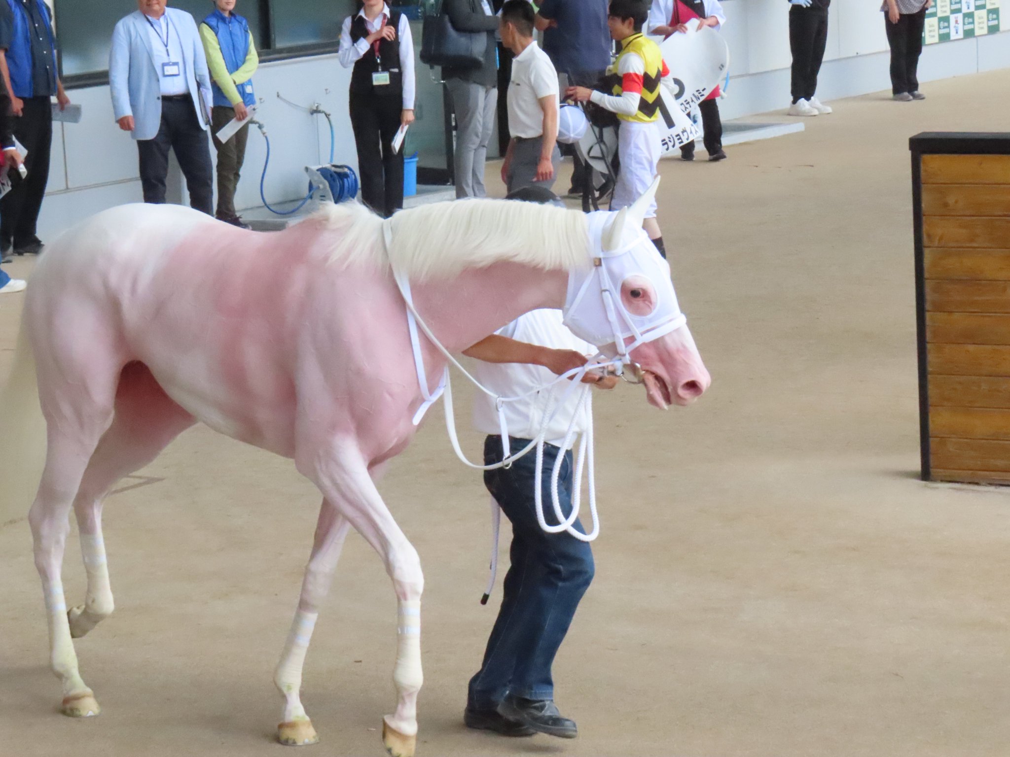 競馬場で買ったものやもらったものの詰め合わせ 誘われて週末トーキョーケイバジョー🐎💨 ⁡ ⁡ 私も早速実物を見