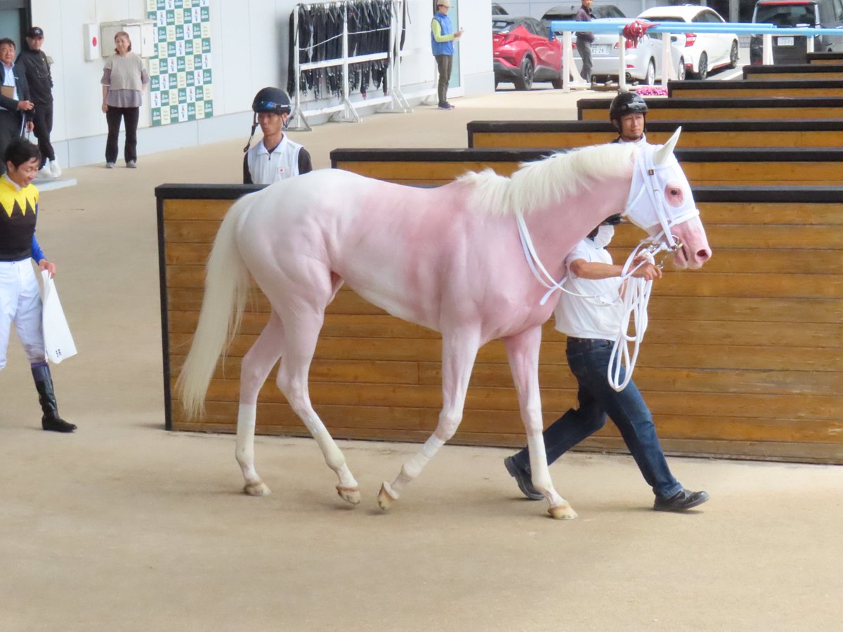身体はすっかり桃色に。頑張った証です。
2025.07.12  5R
#函館競馬場
#マルガ