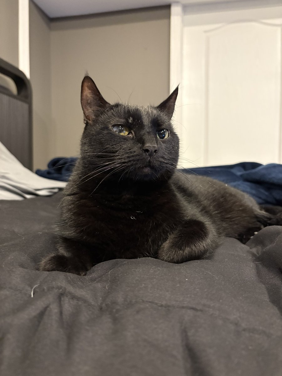 I think Roxie likes my new bed 😼