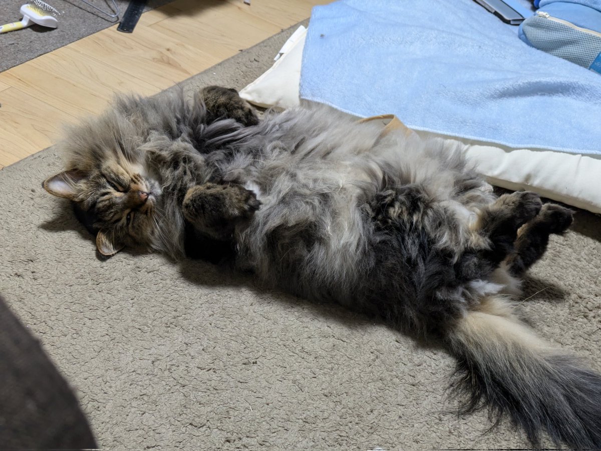 SiLyfn's tweet photo. #猫のいる幸せ 
#猫好きさんと繫がりたい
#猫画像
#保護猫

寝てるみたいだけど、へそ天って楽なのかなぁ？𓃠 https://t.co/ZWF96hherJ