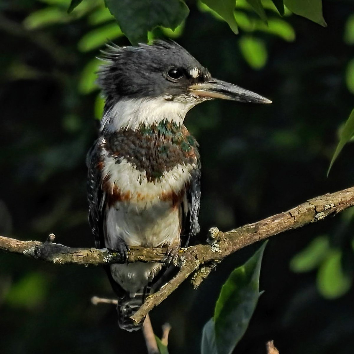 This Belted Kingfisher perched over a marsh on Randall's Island on Friday, our first good look at the species this year.