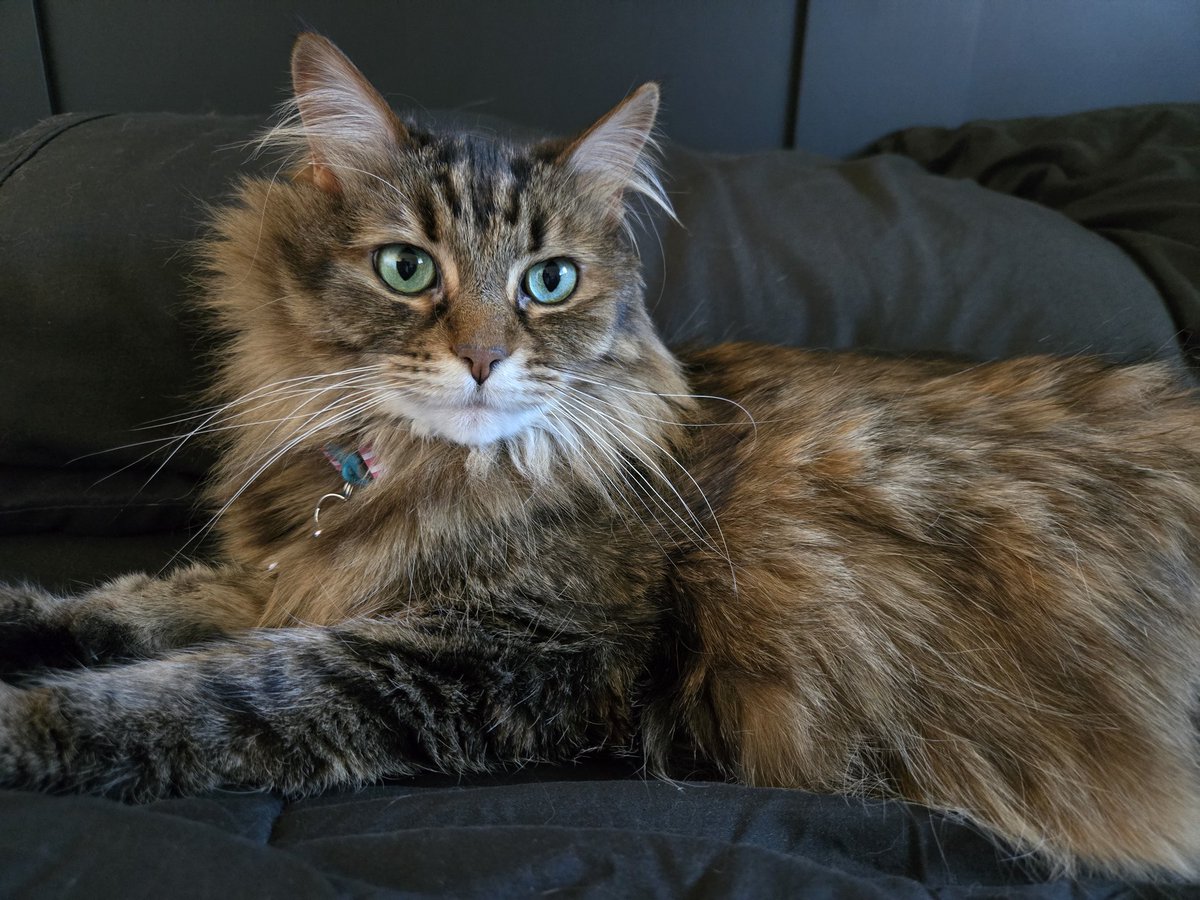 Happy #Caturday for all the fluffy butts