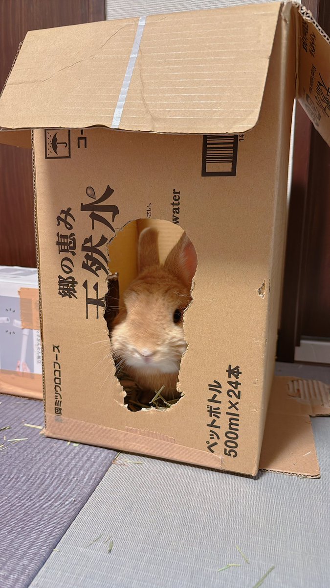 hono_HoNo04's tweet image. ダンボールをかじって穴をあけた、破壊の天使ホノエル。