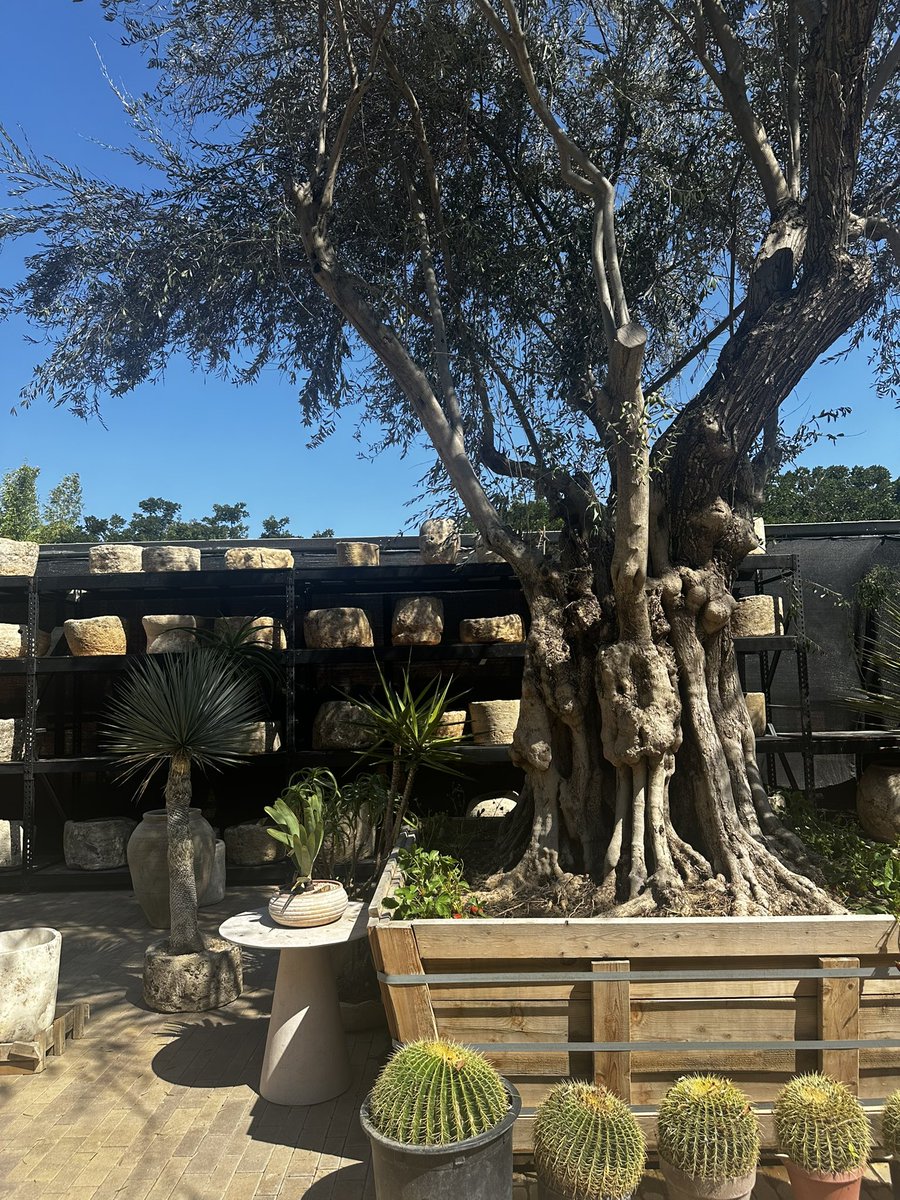 hanslorei's tweet image. Plant Daddies OC / Purveyor of huge plants and trees for all your indoor outdoor desires
Fascinating business