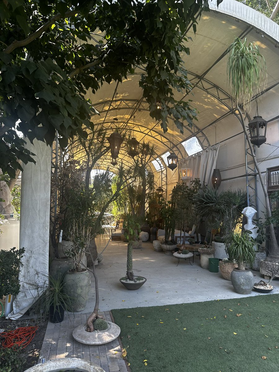 hanslorei's tweet image. Plant Daddies OC / Purveyor of huge plants and trees for all your indoor outdoor desires
Fascinating business