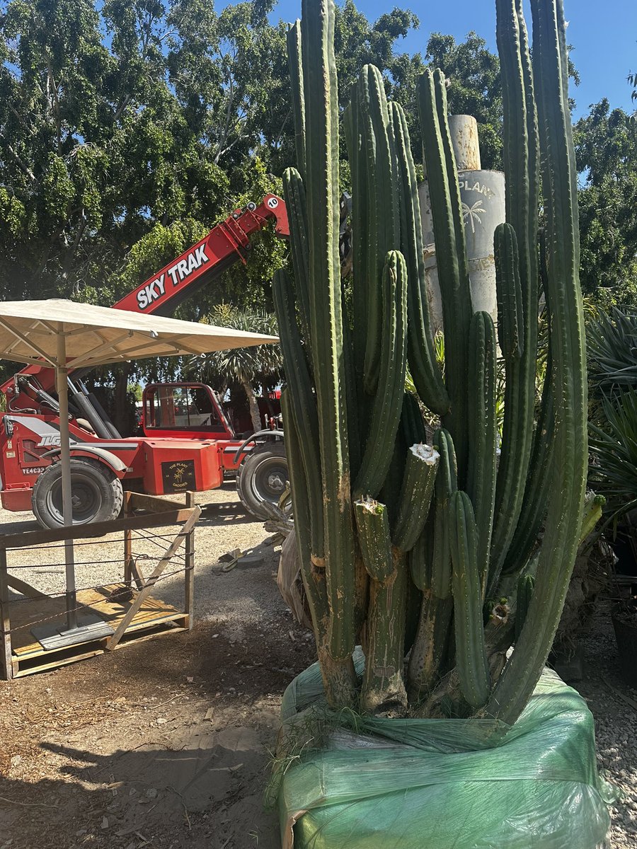 hanslorei's tweet image. Plant Daddies OC / Purveyor of huge plants and trees for all your indoor outdoor desires
Fascinating business