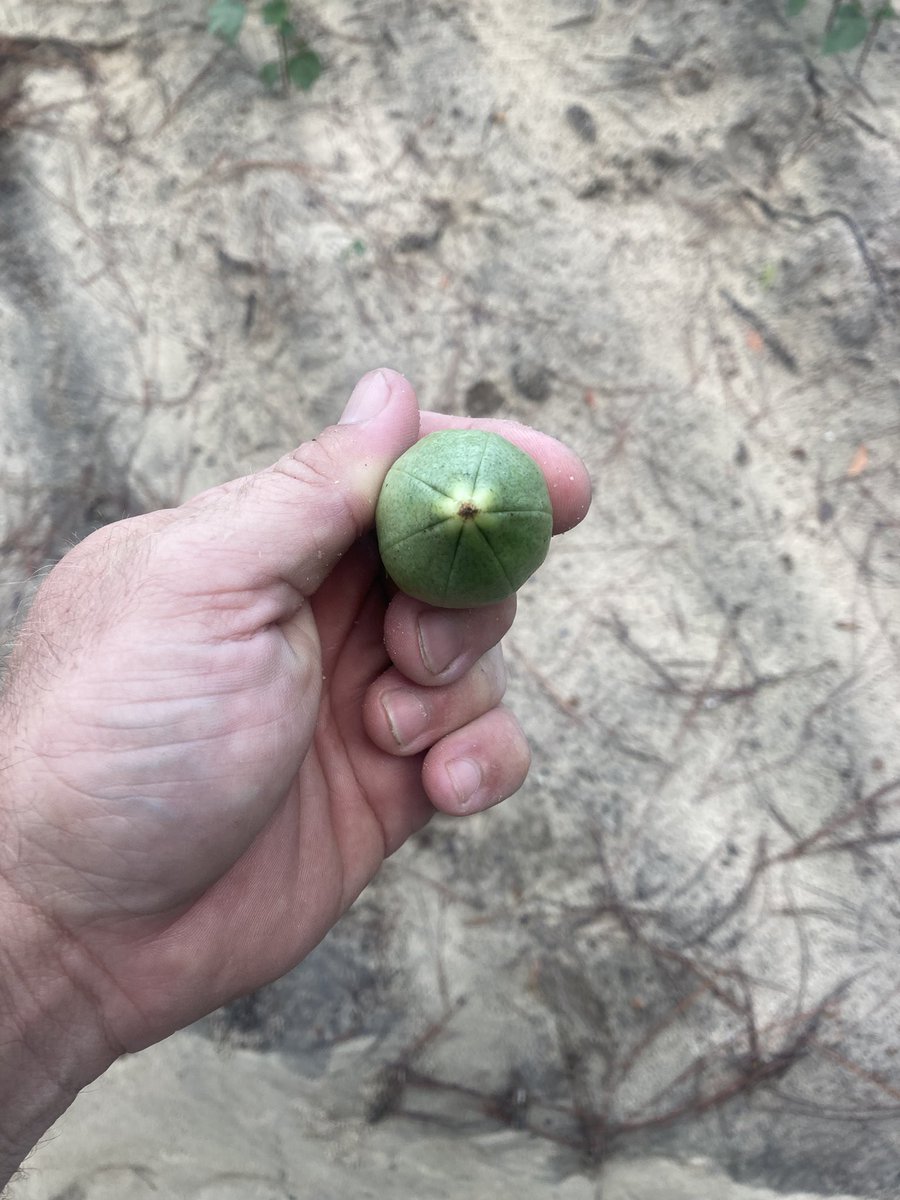 Annual 6 loc boll picture