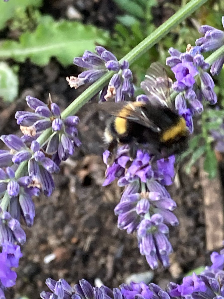 conordaunt's tweet image. I have to disagree with the gardening experts who are advising anyone with lavender to prune it back…
I’m letting the bees enjoy it instead…!
#Summer