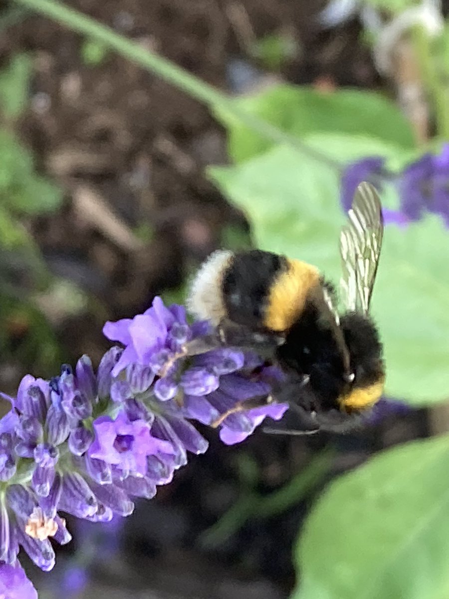 conordaunt's tweet image. I have to disagree with the gardening experts who are advising anyone with lavender to prune it back…
I’m letting the bees enjoy it instead…!
#Summer