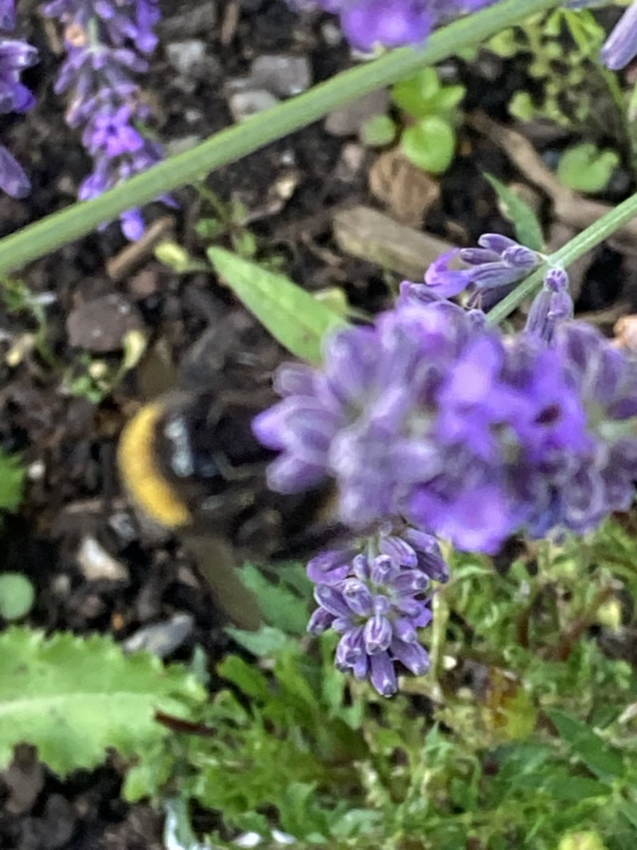 conordaunt's tweet image. I have to disagree with the gardening experts who are advising anyone with lavender to prune it back…
I’m letting the bees enjoy it instead…!
#Summer
