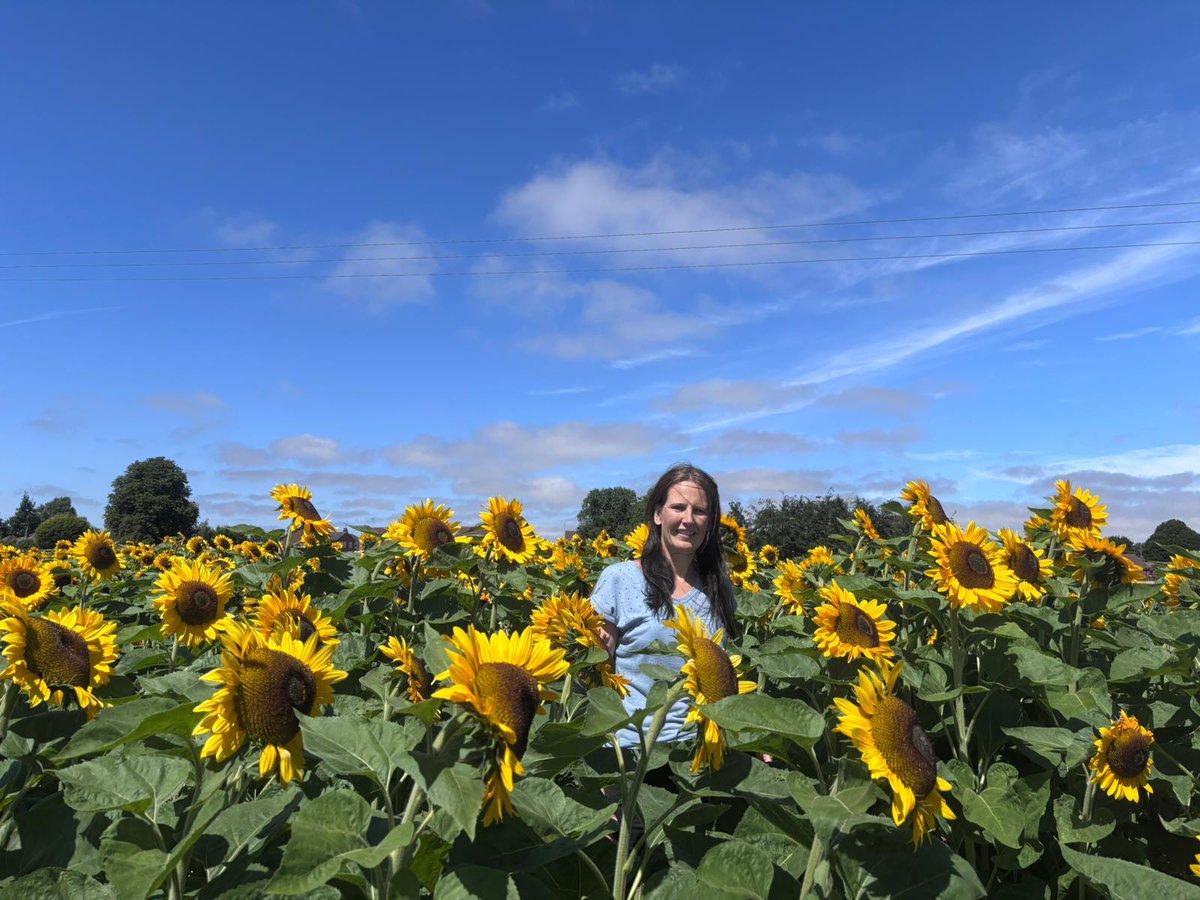 _KateChapman's tweet image. Bit obsessed with taking photos of the sunflowers ๐ป ๐๐๐
