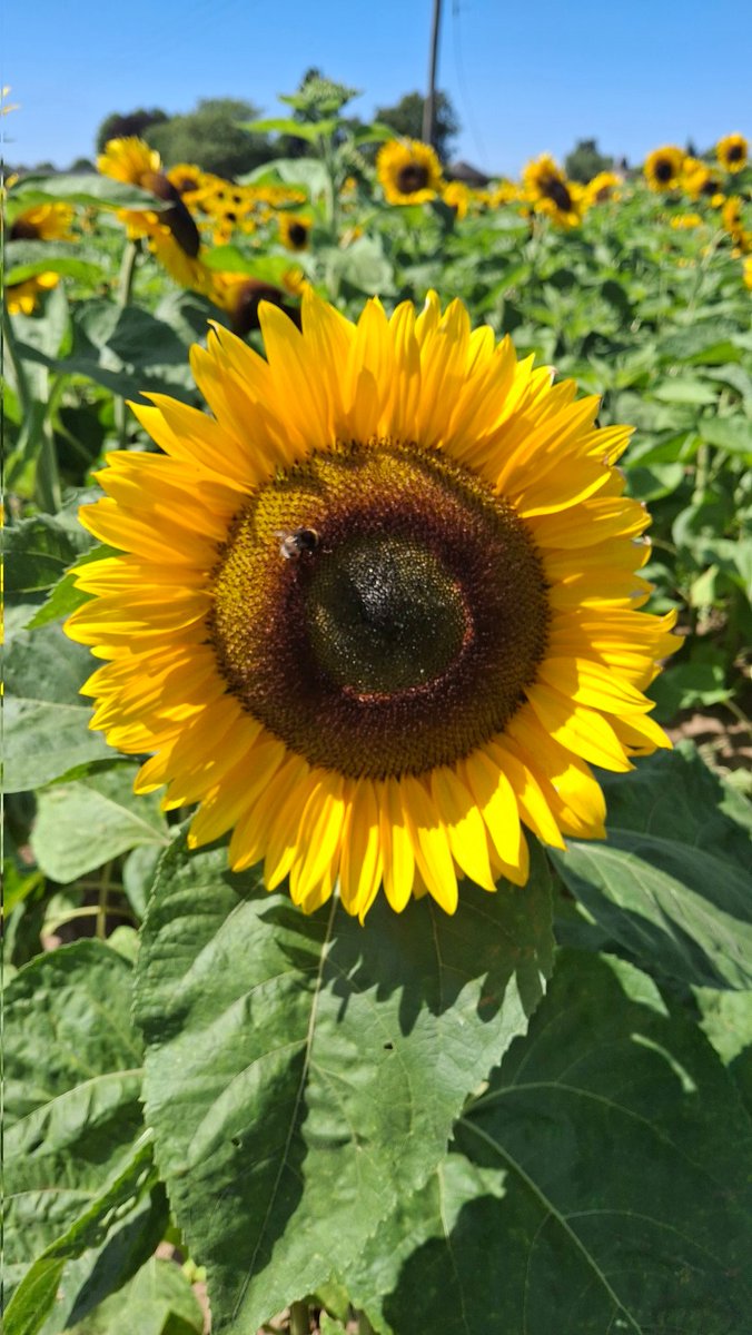 _KateChapman's tweet image. Bit obsessed with taking photos of the sunflowers ๐ป ๐๐๐