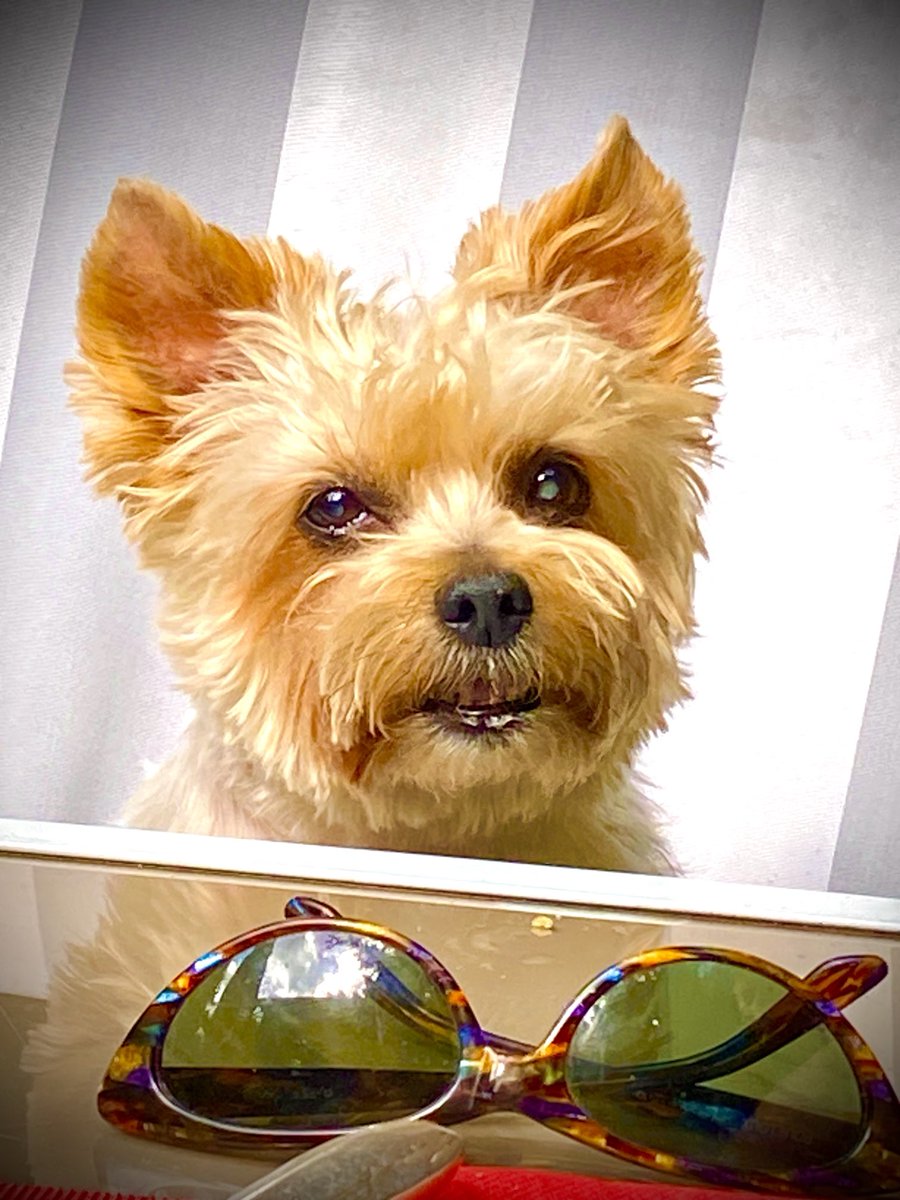 sophie darel (@darelsophie) on Twitter photo 