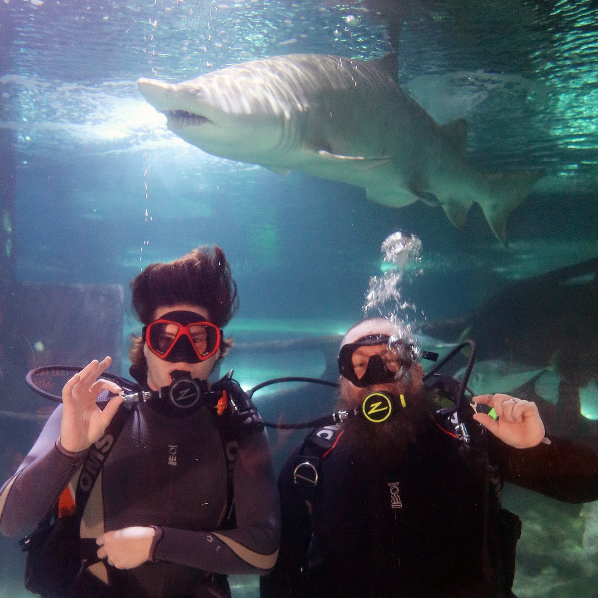 cleaquarium's tweet image. 🦈 With Fin Fest goin strong, you might see our divers holding up shark teeth to show you as you wave hello! Join us for this monthlong celebration of sharks & stingrays.
#thingstodoincleveland #sharkweek #finfest #sharks #shark #scubadiver #cleaquarium