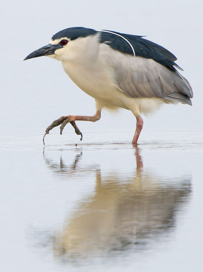 Steve Gantlett (@cleybirds) on Twitter photo Terrific views of the Night Heron for 20 minutes this morning, close in front of Cley NWT Daukes Hide – until it flew off to Stiffkey. Many thanks for the shouts Andrew & <a href="/mcbuckland/">Mike Buckland</a>. (More pics at cleybirds.com.) Terrific views of the Night Heron for 20 minutes this morning, close in front of Cley NWT Daukes Hide – until it flew off to Stiffkey. Many thanks for the shouts Andrew & <a href="/mcbuckland/">Mike Buckland</a>. (More pics at cleybirds.com.)