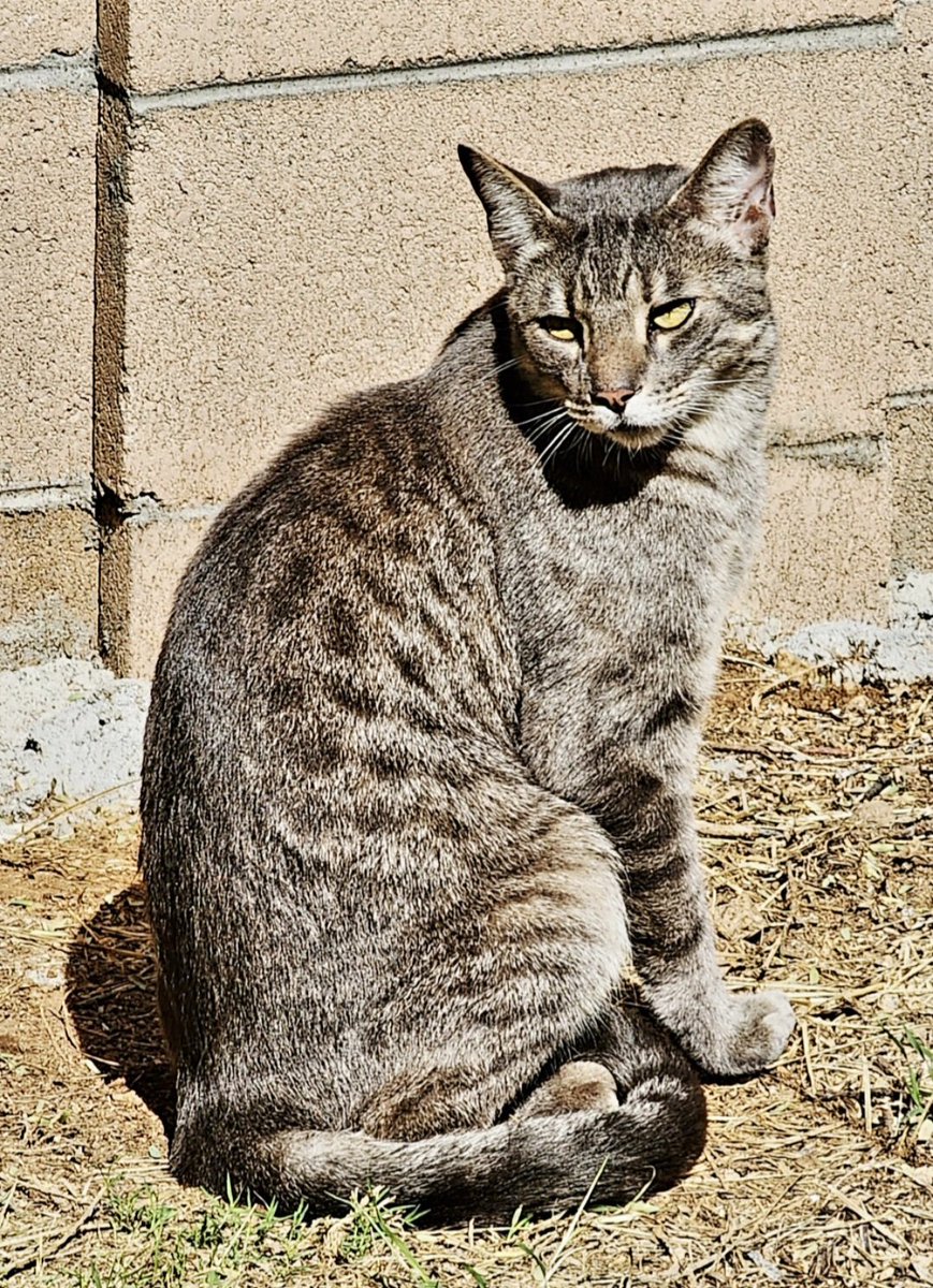Ful_Filled_Life's tweet image. Dorian the Grey got into a loud tussle in the wee hours of the morning and then didn't initially show-up for breakfast. She was unscathed when we did see her and judging from her predator look, I'm guessing some Coyote had a rough night.