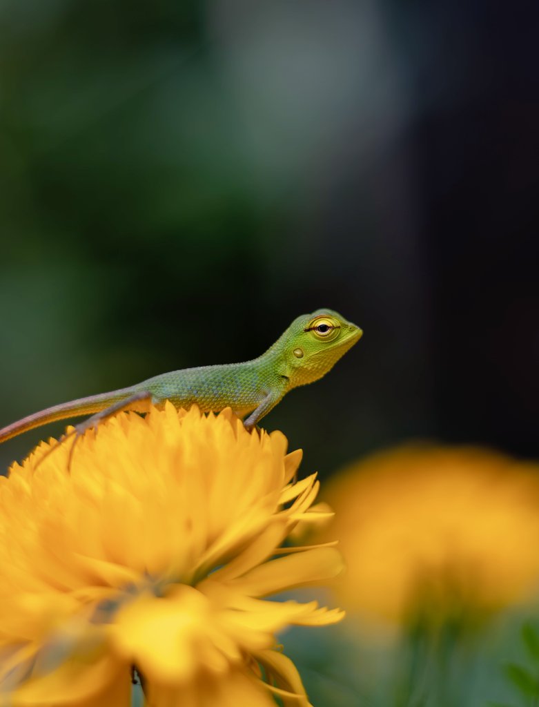 Rushan200's tweet photo. @Rushan200 🦎 https://t.co/9wSrtru8lC