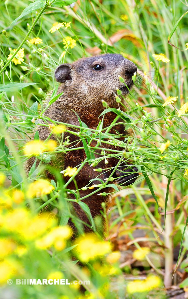 A Woodchuck pauses while feeding on blooms of various wildflowers. This individual was particularly tolerant of my presence.