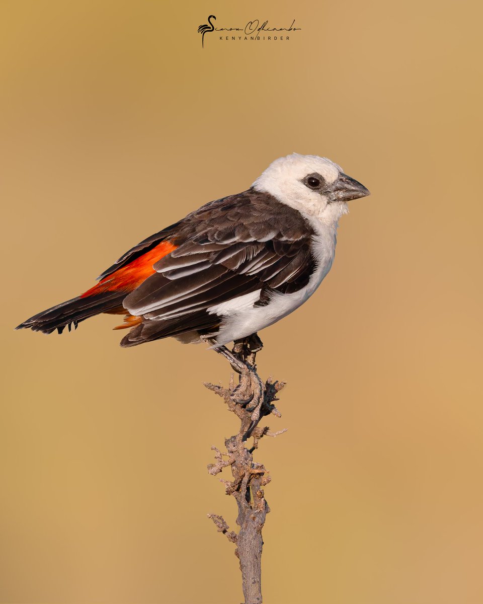 Kenyabirder's tweet image. White-headed Buffalo-Weaver in Isiolo