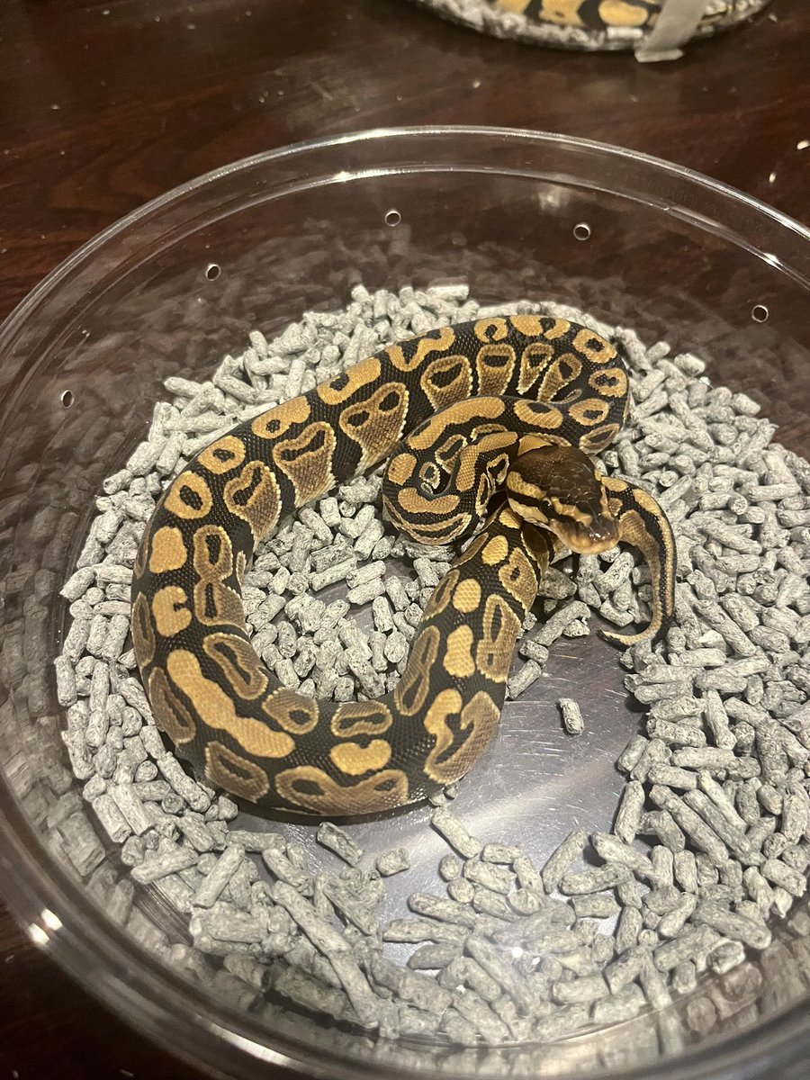 神奈川きたからね〜絶対いかなきゃね〜🙂‍↕️
いる生体全部がやば！すご！って語彙力なくなるくらい素晴らしかった…
そしてそして、キープ個体のパステルアルビノがあまりにも綺麗すぎてとても感動したので
その子供達をお迎えさせていただきました
2匹と表現好きすぎる、パターン最高すぎ