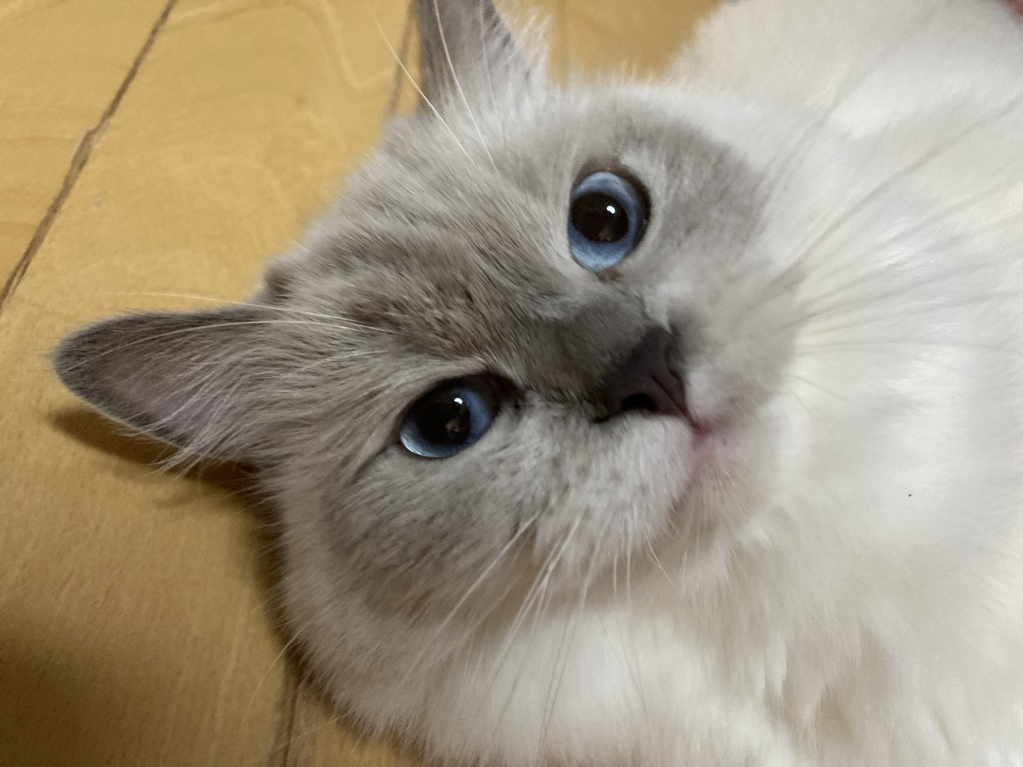 ねこです。 SCP-040-JP ねこですよろしくおねがいします - 麦茶の気まぐれ