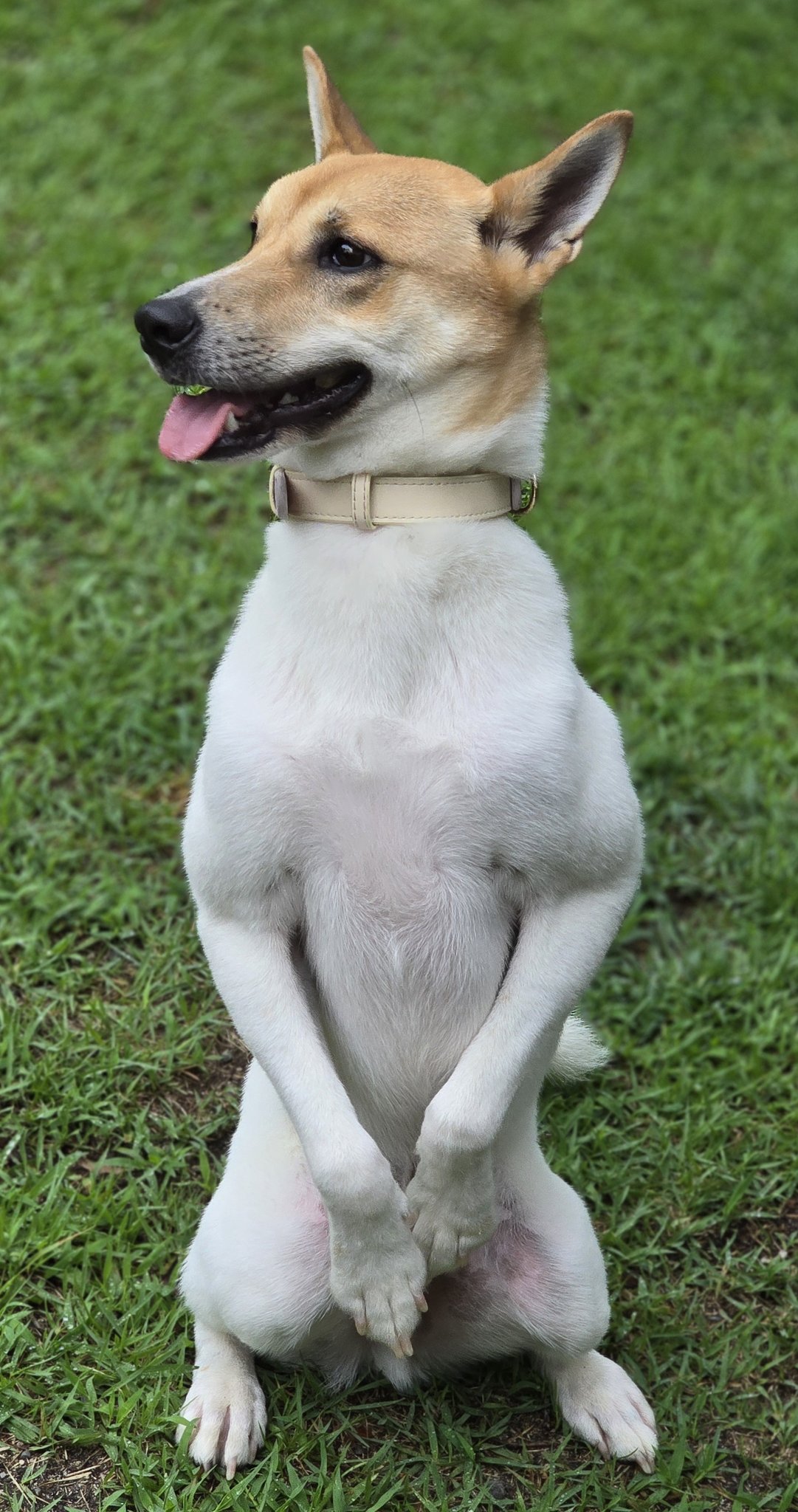 いし犬 たまたまいたお客さん on X: 