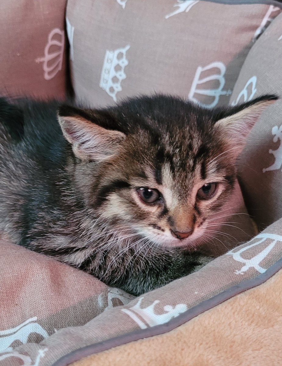 Дети пришли с прогулки 🙄 Збс. Мне ж 2 кота мало, кошка была жизненно необходима 😏 В обчем, если кому в Москве надо, пишите. Возраст не больше 1,5 мес