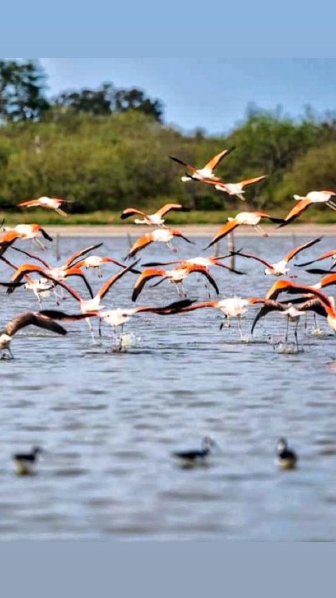 El Rep. de <a href="/OEA_oficial/">OEA</a> en Paraguay, Pablo Sandino Martínez, participó de una visita diplomática al Chaco, donde visitó y dialogó con comunidades menonitas, indígenas y autoridades locales, siendo testigo de la apuesta al desarrollo -productivo y turístico- en una zona