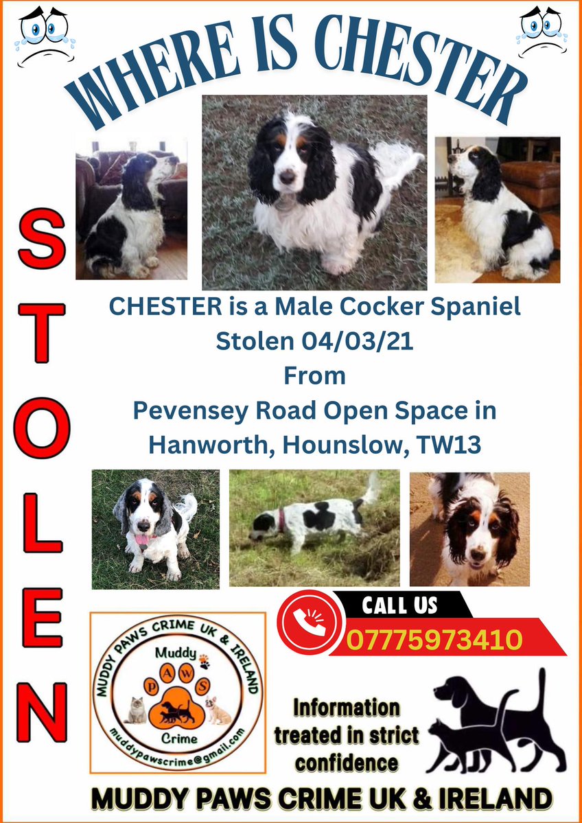 muddypawscrime's tweet image. We personally feel very sad that Chester is not getting many shares 😢.
We mustn't forget about darling Chester , 🙁
FAECB@@K GROUP -STOLEN CHESTER - ALERT DOG - HOUNSLOW TW13
@MissingPetsGB @HunnyJax @rosieDoc2