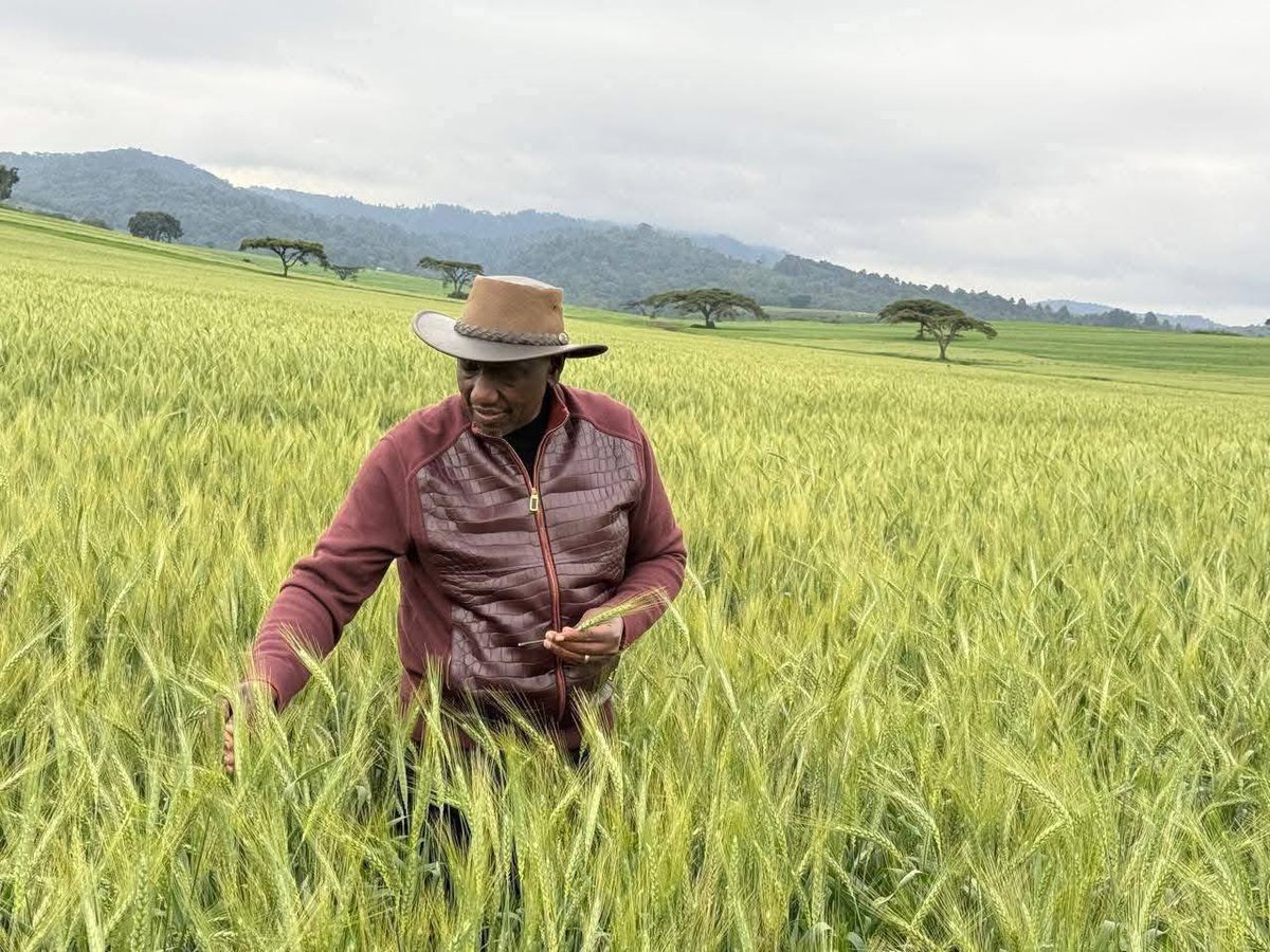 IanJamesMwaiK's tweet image. 2 Photos…2 African Leaders.
In the 1st, the Kenyan president is showcasing his own wheat farm which he has used his position to grab and acquire and farm.
In the 2nd, the Ethiopian PM is inspecting wheat of small scale farmers in his country.
One is Clever. One is a Fool!!!