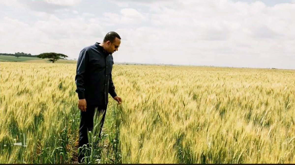 IanJamesMwaiK's tweet image. 2 Photos…2 African Leaders.
In the 1st, the Kenyan president is showcasing his own wheat farm which he has used his position to grab and acquire and farm.
In the 2nd, the Ethiopian PM is inspecting wheat of small scale farmers in his country.
One is Clever. One is a Fool!!!