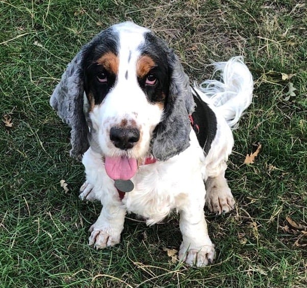 muddypawscrime's tweet image. We personally feel very sad that Chester is not getting many shares 😢.
We mustn't forget about darling Chester , 🙁
FAECB@@K GROUP -STOLEN CHESTER - ALERT DOG - HOUNSLOW TW13
@MissingPetsGB @HunnyJax @rosieDoc2