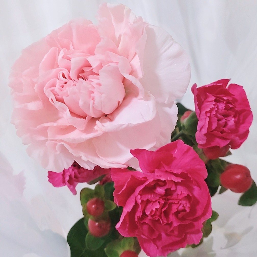 PERLDIA's tweet photo. 母の日に息子からもらったカーネーションをドライフラワーにしました💐
息子から初めてもらったお花だったので記念に
大きい方は夫から初めてもらったお花で、10年近く経つので色は褪せてしまいましたが 形に残っていて
夫と息子から初めてもらったお花を隣に並べられるなんてとっても幸せ✨ https://t.co/mBwkg89ymz