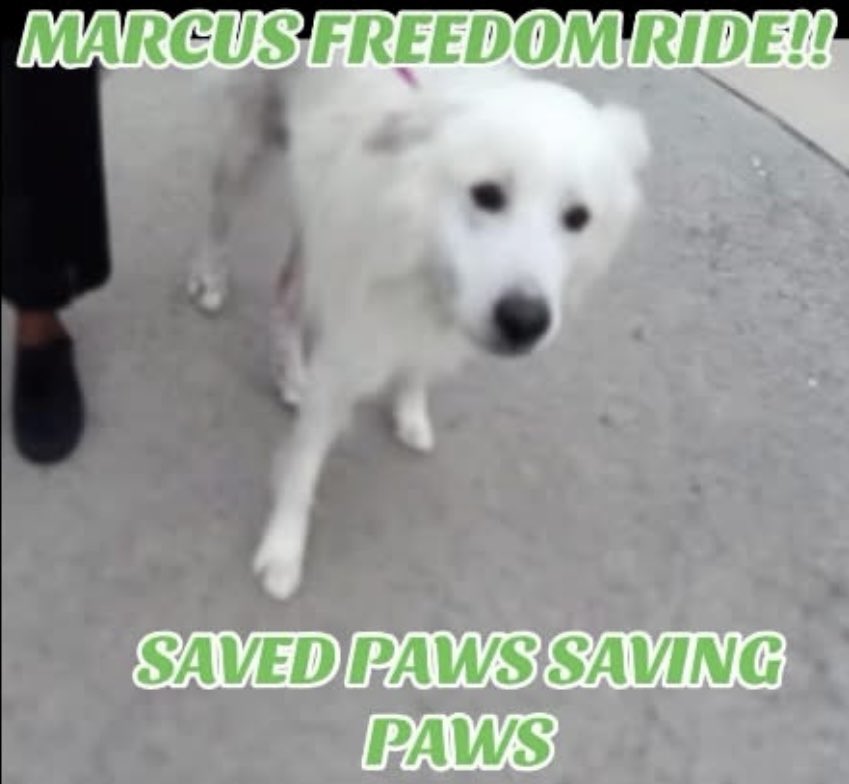 PawsnTails4TX's tweet photo. ๐๐๐ฅณ๐MARCUS has left the building! This beautiful boy will now receive the proper med care he deserves! Thank you #PawsSavingPaws and everyone for giving him a second chance ๐๐พ Please honor your pledges!
Houston #TX
#A638796 https://t.co/M8VyD8hfjX