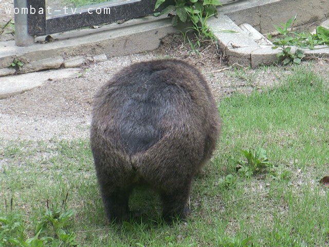 lucywombat5's tweet image. これは、
ヒップハンガータイプです〜。
2022/7
#ウォンバット　#五月山動物園